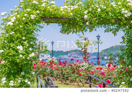 日本的春天Yokosuka Verny公園玫瑰園 40247392