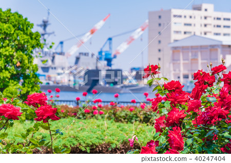 Rose garden of spring Yokosuka Verny Park of Japan 40247404