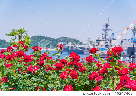 Rose garden of spring Yokosuka Verny Park of Japan 40247405