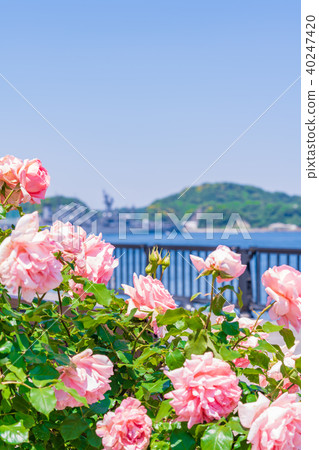 Rose garden of spring Yokosuka Verny Park of Japan Rose garden of spring Yokosuka Verny Park of Japan 40247420