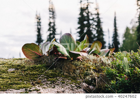 Green big leaves of bergenia in the highlands Green big leaves of bergenia in the highlands 40247602