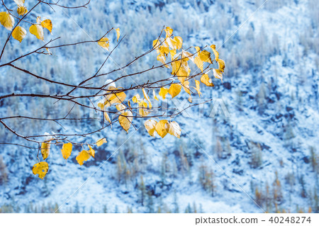 Branch with yellow leaves on a blue winter lake. Branch with yellow leaves on a blue winter lake. 40248274