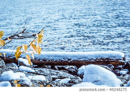 Branch with yellow leaves on a blue winter lake. 40248275
