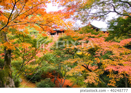 Tofuku-ji寺廟庭院看法,在秋葉之間 Tofuku-ji寺廟庭院看法,在秋葉之間 40248777