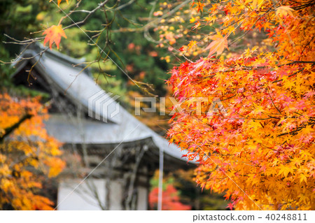 Jingoji，明亮的紅色秋葉在五個寺廟的背景下 40248811