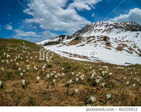 Beautiful Switzerland mountains landscape with blooming crocus flowers Beautiful Switzerland mountains landscape with blooming crocus flowers 40250912