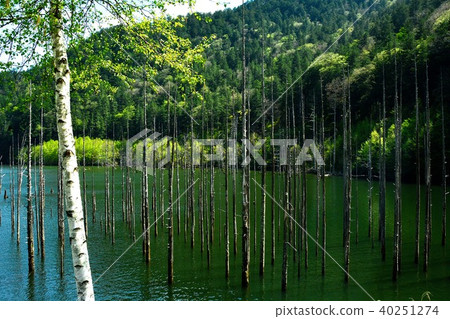 Otakimura自然公園 Otakimura自然公園 40251274