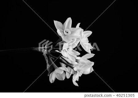 Narcissus in balck and white. Close up 40251305