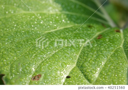 Fuuki離開 40251560