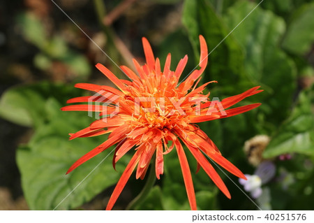 Gerbera Gerbera 40251576