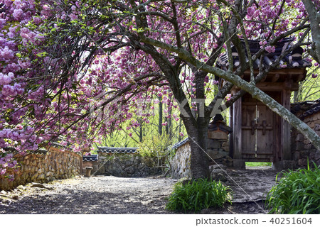 Double Cherry Blossom, Sun-am Temple (Historic Site No. 507), Chojisan, Suncheon, Jeonnam Double Cherry Blossom, Sun-am Temple (Historic Site No. 507), Chojisan, Suncheon, Jeonnam 40251604