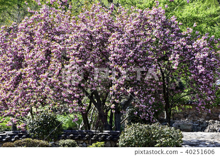 Double Cherry Blossom, Sun-am Temple (Historic Site No. 507), Chojisan, Suncheon, Jeonnam 40251606