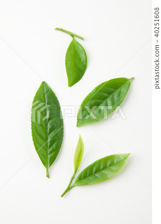 Tea leaves 40251608