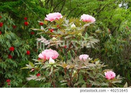 茨城縣立花卉公園春天牡丹/雪燈籠 40251645