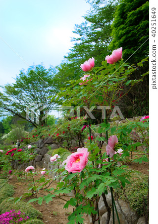 Ibaraki Prefectural Flower Park Spring Peony / Snow Lanterns Ibaraki Prefectural Flower Park Spring Peony / Snow Lanterns 40251649