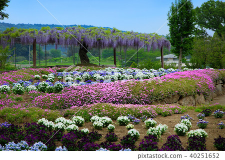 茨城花公園五顏六色的花田和紫藤 40251652