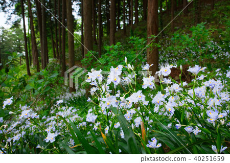 Ibaraki Prefecture Flower Park Jaga Forest Ibaraki Prefecture Flower Park Jaga Forest 40251659