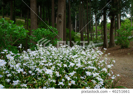 茨城縣花卉公園Jaga森林 茨城縣花卉公園Jaga森林 40251661