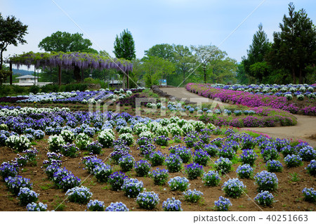 茨城花公園五顏六色的花田和紫藤 茨城花公園五顏六色的花田和紫藤 40251663