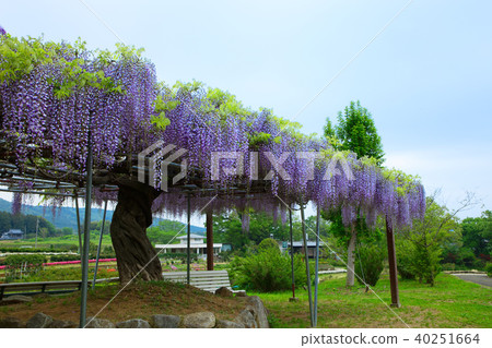 茨城花公園紫藤 茨城花公園紫藤 40251664