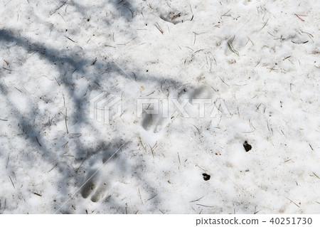 動物足跡 照片素材 圖片 圖庫