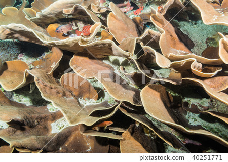 Small fish flock to the Cabbage Coral 40251771