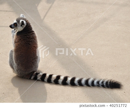 Wolverine lemur Wolverine lemur 40251772