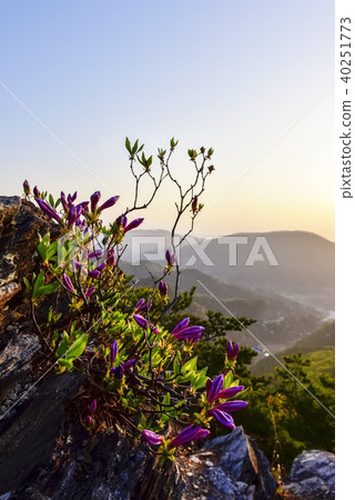 Mt., Mt. T., Boeun-gun, Chungbuk Mt., Mt. T., Boeun-gun, Chungbuk 40251773
