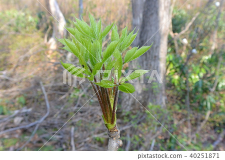 Spring greens "Koshiabra" 40251871