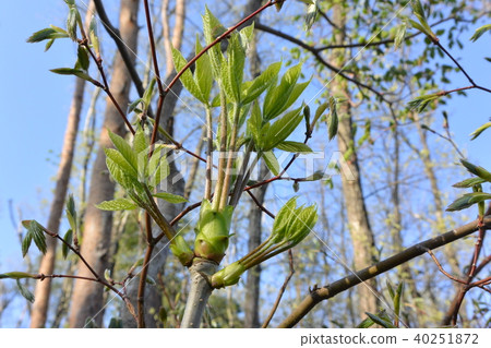 Spring greens "Koshiabra" 40251872
