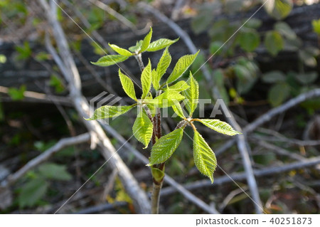 春天的綠色“Koshiabra” 40251873