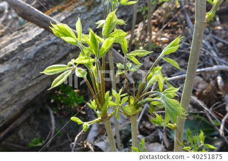 Spring greens "Koshiabra" Spring greens "Koshiabra" 40251875