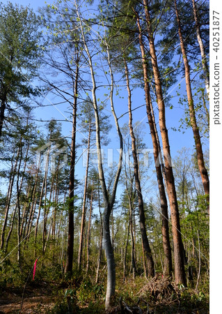 春天的綠色“Koshiabra” 春天的綠色“Koshiabra” 40251877