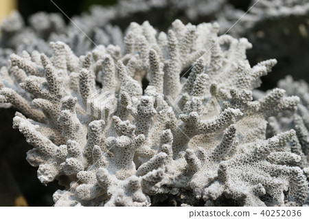 Whitened coral 40252036