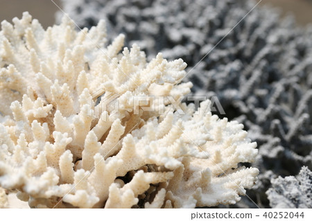 Whitened coral 40252044