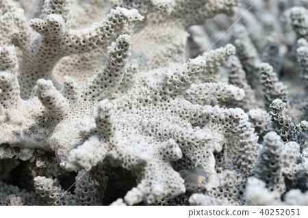 Whitened coral 40252051