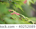 Autumn leaves seeds 40252089