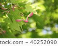 Autumn leaves seeds 40252090