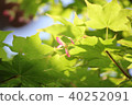 Autumn leaves seeds 40252091