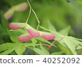 Autumn leaves seeds 40252092
