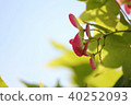 Autumn leaves seeds 40252093
