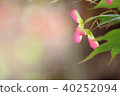 Autumn leaves seeds 40252094