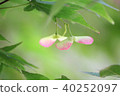 Autumn leaves seeds 40252097