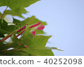 Autumn leaves seeds 40252098