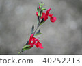 Cherry sage 40252213