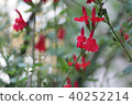 Cherry sage 40252214