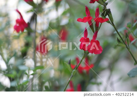櫻桃鼠尾草 櫻桃鼠尾草 40252214