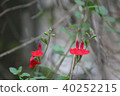 Cherry sage 40252215