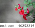 Cherry sage 40252216