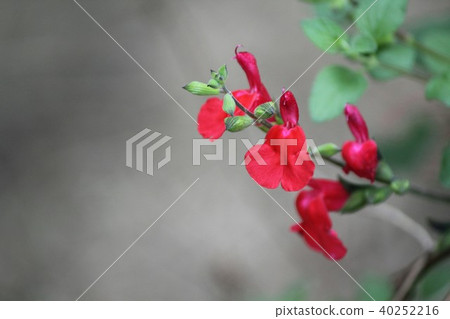 櫻桃鼠尾草 櫻桃鼠尾草 40252216